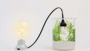 Read more about the article Bioenergy